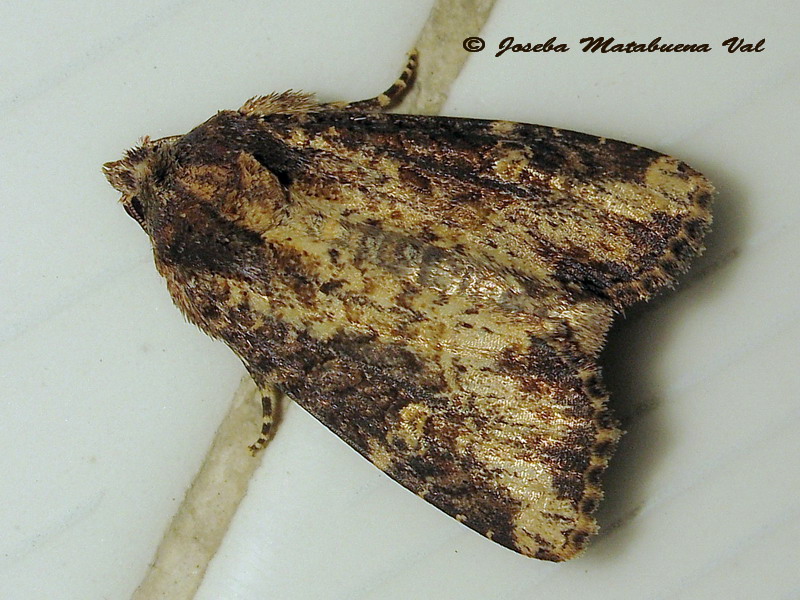 Mesapamea secalis, Noctuidae? Mesapamea sp.